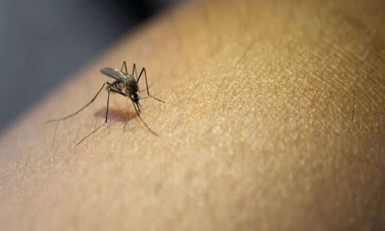 Dengue: Rio das Ostras, São Pedro da Aldeia e mais três cidades do Estado têm situação epidêmica