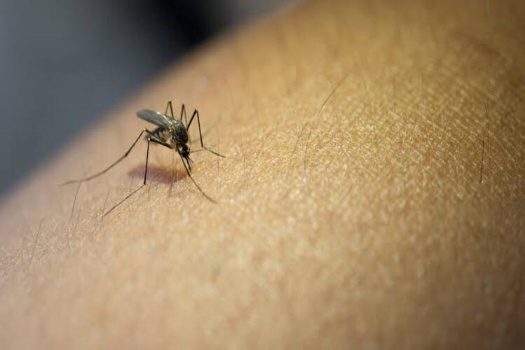 Dengue: Rio das Ostras, São Pedro da Aldeia e mais três cidades do Estado têm situação epidêmica