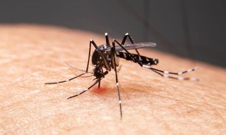 Estado alerta para avanço da dengue, mais de 4,4 mil casos registrados em 16 dias