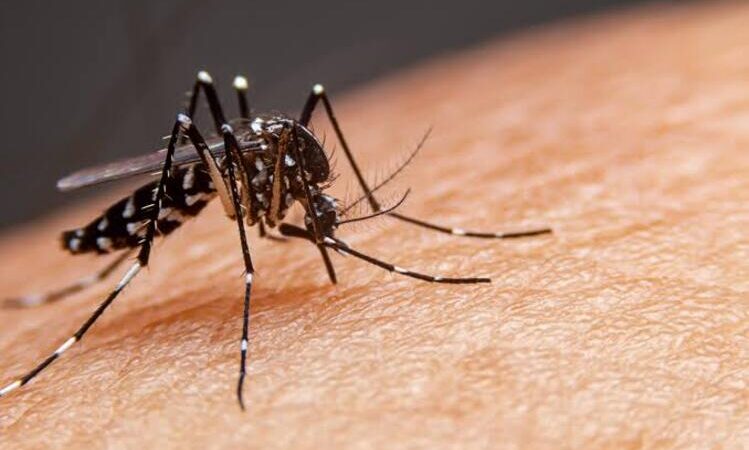 Estado com tendência de alta de dengue nas próximas semanas