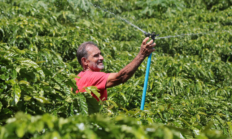 Único produtor de café conilon de Campos se prepara para colheita