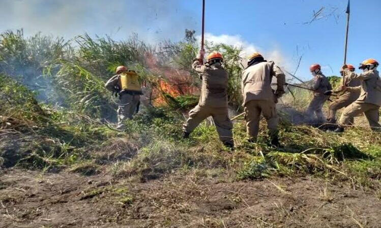 Campanha do Comitê Guandu reforça fim das queimadas em ano em que incêndios em vegetação dobram no estado do RJ
