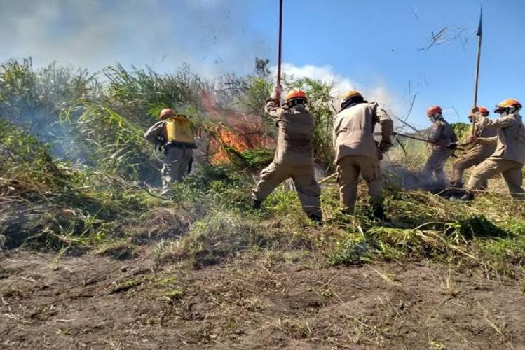 Campanha do Comitê Guandu reforça fim das queimadas em ano em que incêndios em vegetação dobram no estado do RJ