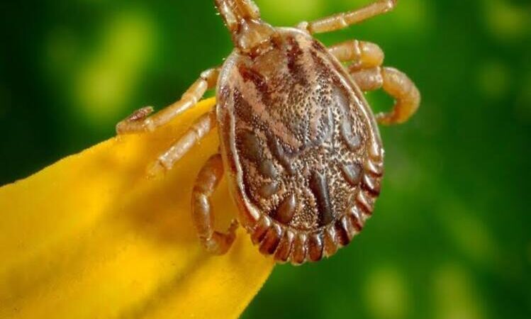 Saúde de Campos confirma duas mortes por febre maculosa