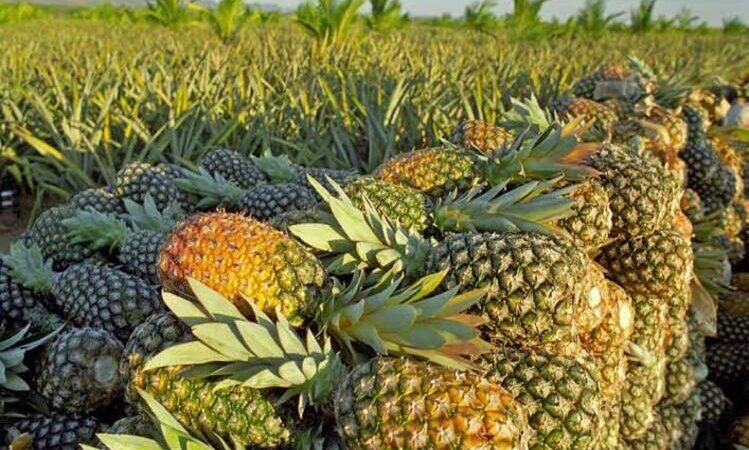 Decreto estadual que prejudicava o agronegócio fluminense é sustado pela Alerj
