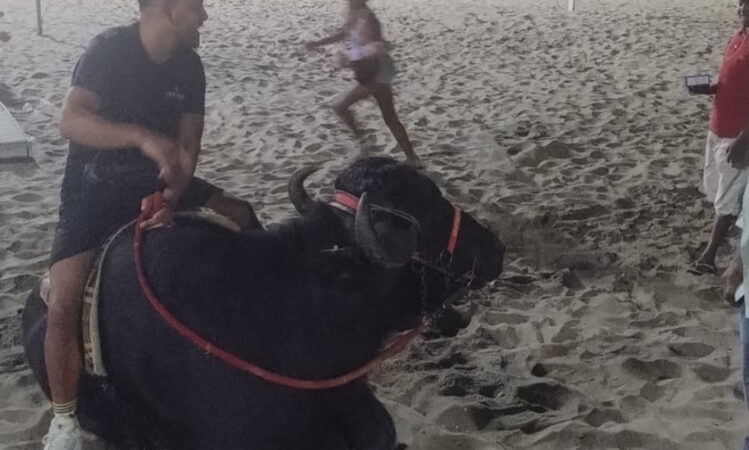 Búfalo que tinha como destino Campos passeia na praia de Copacabana
