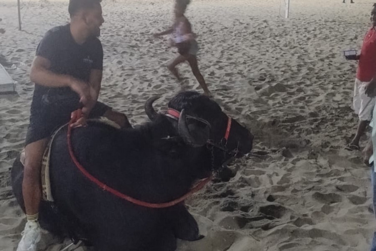 Búfalo que tinha como destino Campos passeia na praia de Copacabana