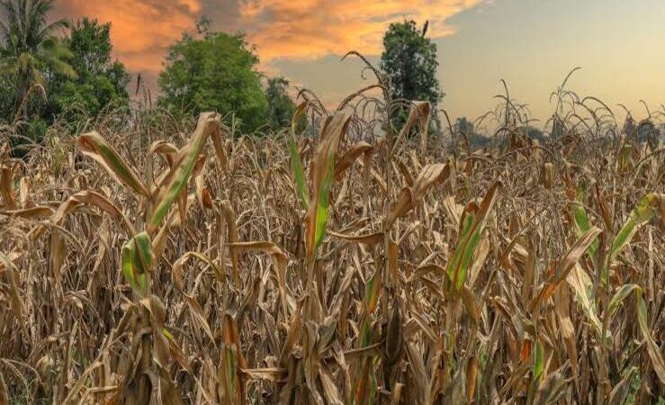 Temperaturas elevadas e seca preocupam Campos