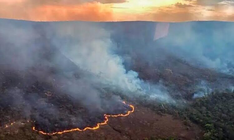 MP cobra respostas sobre incêndios florestais em três cidades do Norte Fluminense