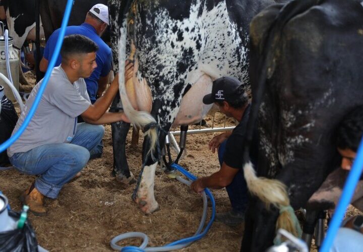 Troca de experiências e genética de ponta marcam a pecuária na ExpoBarra