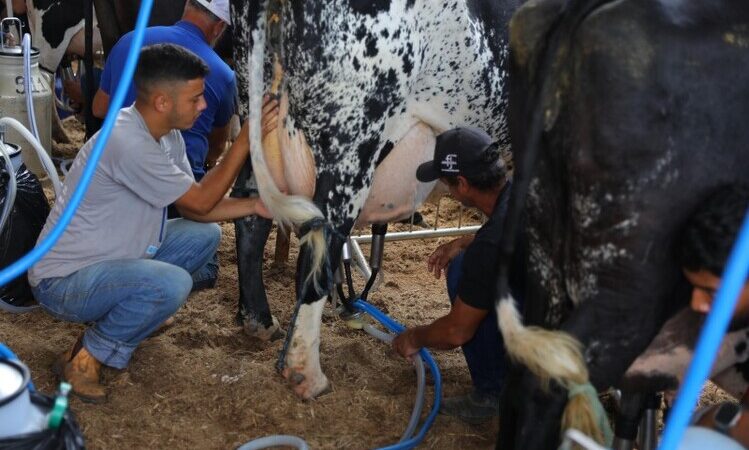 Troca de experiências e genética de ponta marcam a pecuária na ExpoBarra