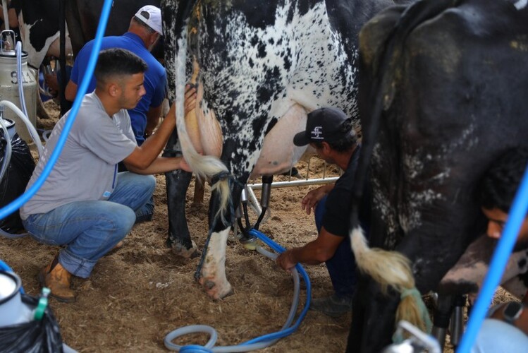 Troca de experiências e genética de ponta marcam a pecuária na ExpoBarra