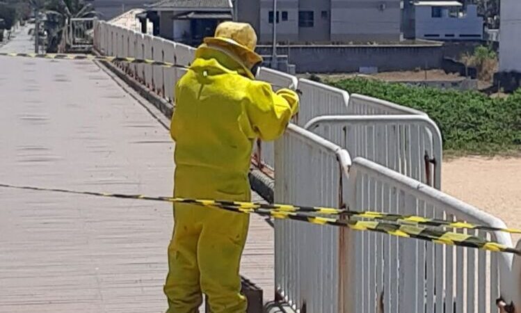 Enxame de abelhas leva Defesa Civil a fechar Pier de Costazul, em Rio das Ostras