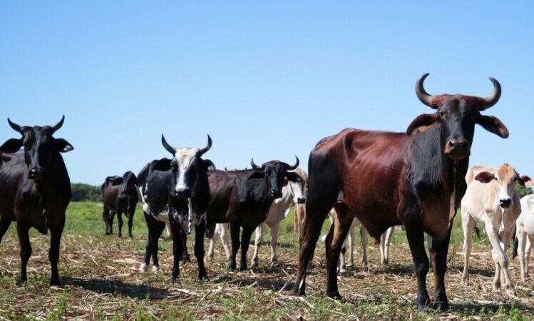Pecuaristas de SJB têm até 31 de maio para cadastrar rebanho