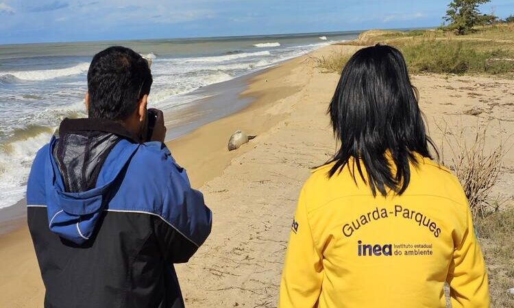 Elefante-marinho-do-Sul surpreende banhistas e descansa no Farol, em Campos