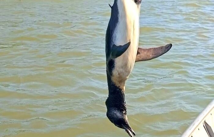 Pescador encontra pinguim morto em Atafona, litoral de SJB
