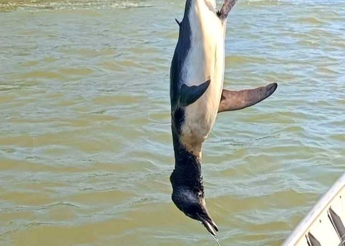 Pescador encontra pinguim morto em Atafona, litoral de SJB