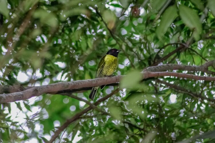 Sem registros há 20 anos, Sabiá-pimenta é flagrado no Parque Estadual do Desengano, em Campos