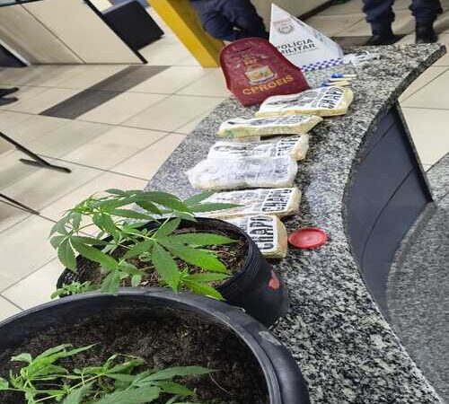 Polícia encontra plantação de maconha durante a operação Grussaí Segura, em SJB