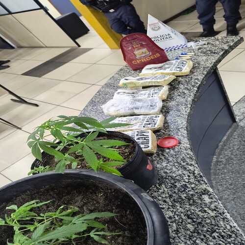 Polícia encontra plantação de maconha durante a operação Grussaí Segura, em SJB