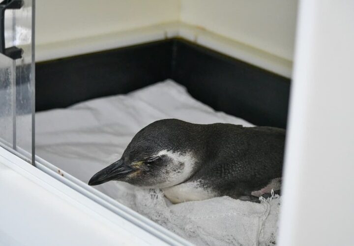 Pinguim é resgatado com vida em Rio das Ostras