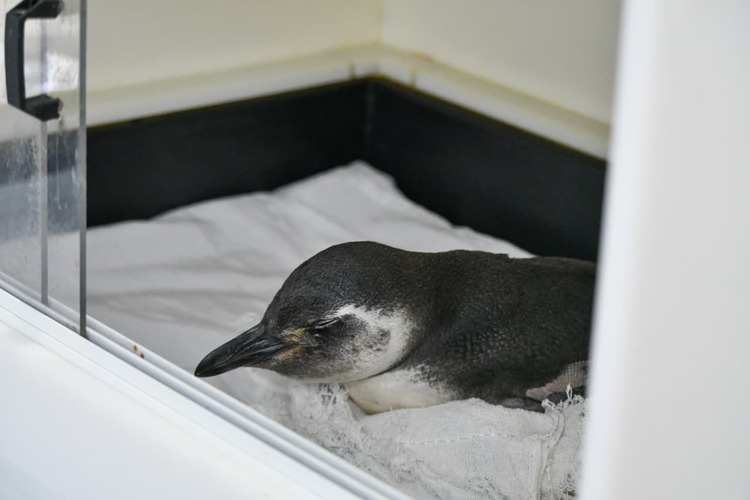 Pinguim é resgatado com vida em Rio das Ostras