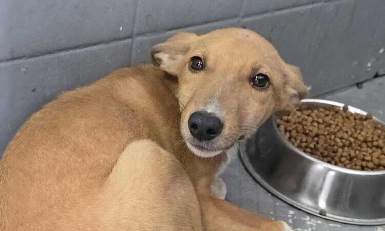 Operação da Polícia Civil resgata sete cachorros vítimas de maus-tratos em Campos