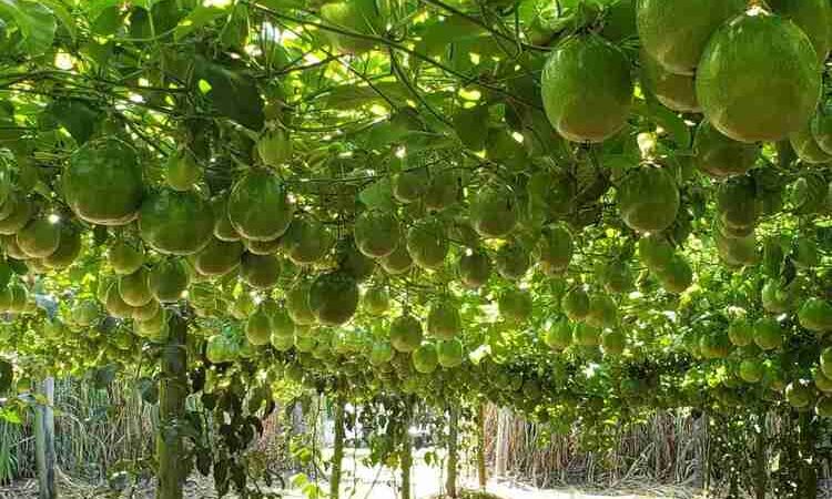 Nova variedade de maracujá da Uenf é esperança para retomada da produção na região
