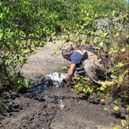 Inea resgata bezerro preso no mangue em Campos