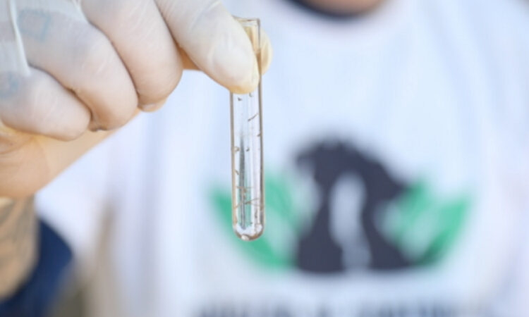 Dengue: 4º LIRAa foi de baixo risco em São João da Barra