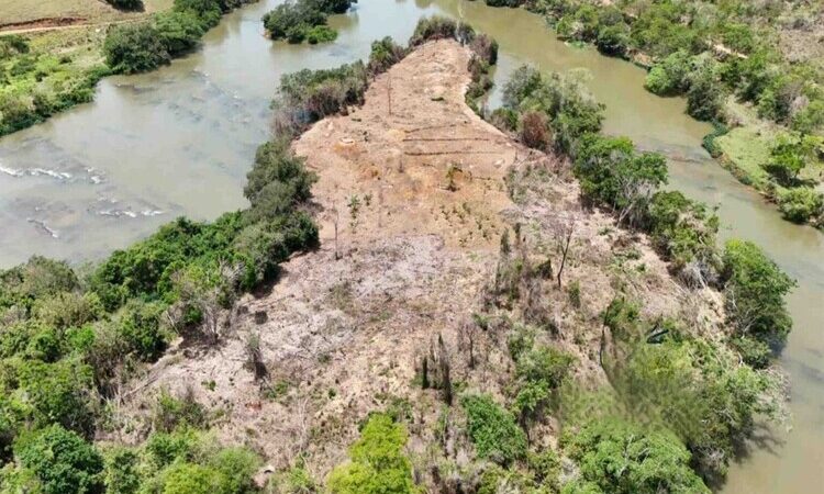 Polícia investiga desmatamento em área de preservação permanente em Pádua
