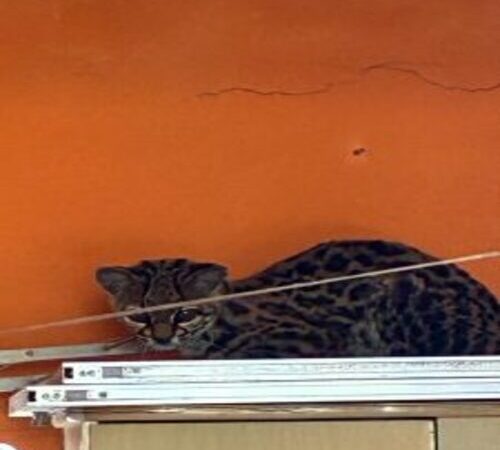 No guarda-roupa: Inea resgata gato-maracajá em uma residência, em Campos