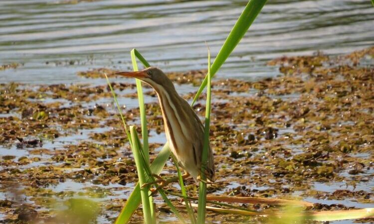 Duas espécies são avistada pela primeira vez em São João da Barra em programa do Inea