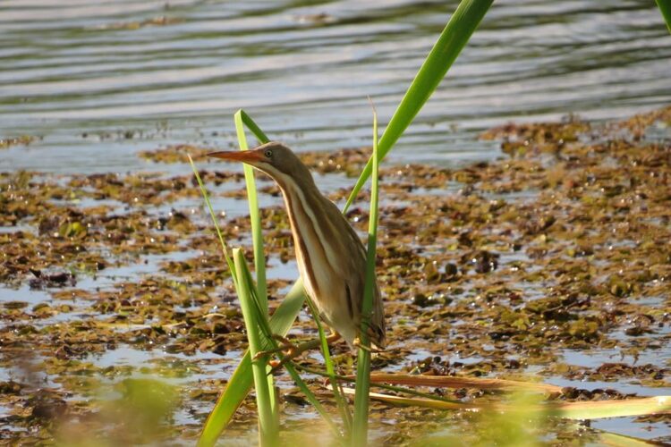 Duas espécies são avistada pela primeira vez em São João da Barra em programa do Inea