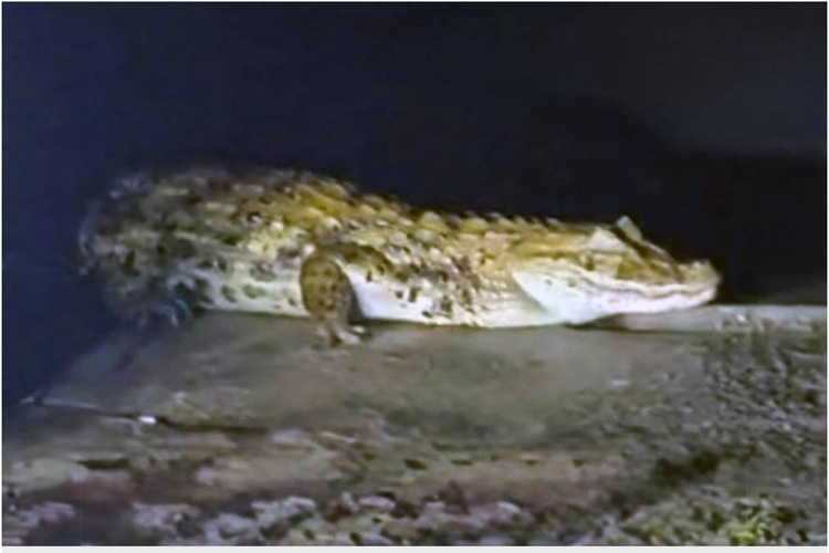 Tinha jacaré no lago: réptil é avistado em área externa do HGG, em Campos