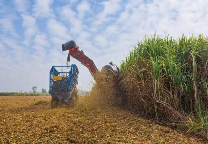 Secretaria de Estado de Agricultura destaca a força da cadeia da cana-de-açúcar