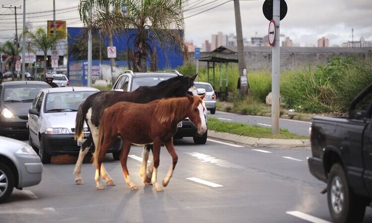 Após recomendação do MP, Macaé firma contrato para recolhimento e guarda de animais soltos
