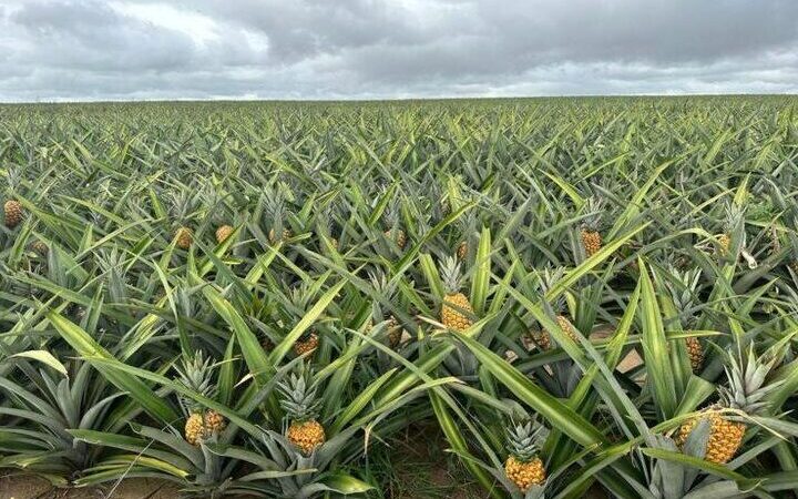 Abacaxi fluminense impulsiona fruticultura e fortalece agricultura familiar
