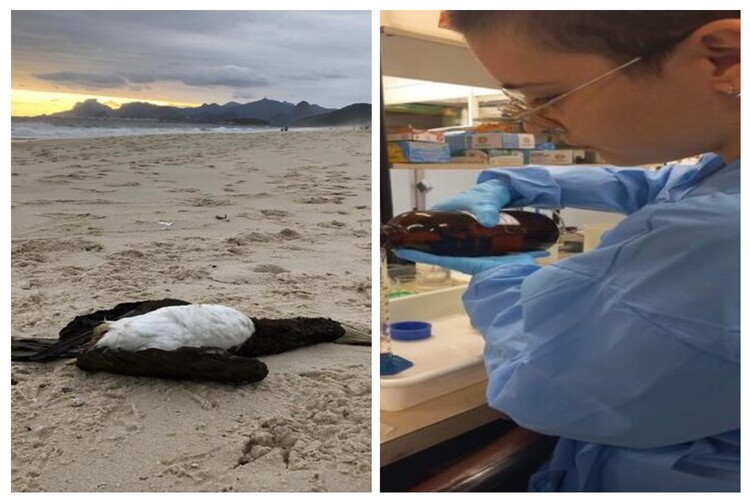 Pesquisa da Uenf aponta níveis preocupantes de elementos tóxicos em aves marinhas do NF