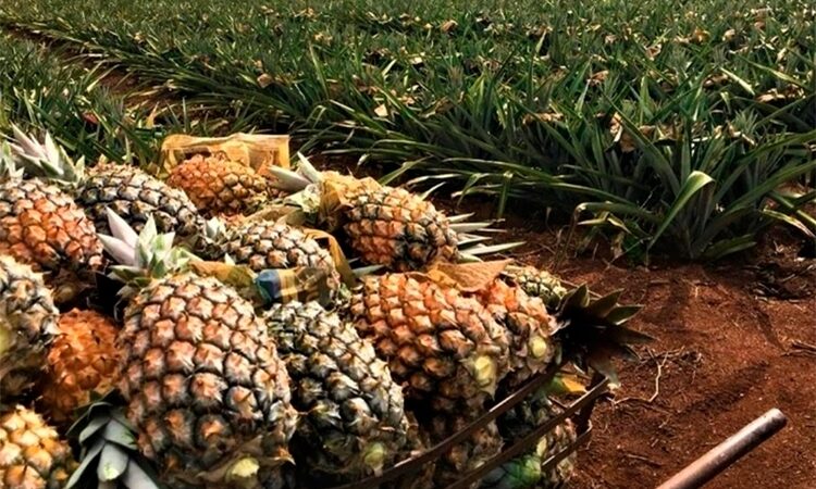 Cultivo de abacaxi BRS Imperial promete alavancar potencial agrícola de SFI