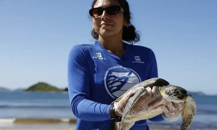 Pesquisa quer descobrir de onde vêm tartarugas que vivem em Arraial do Cabo 