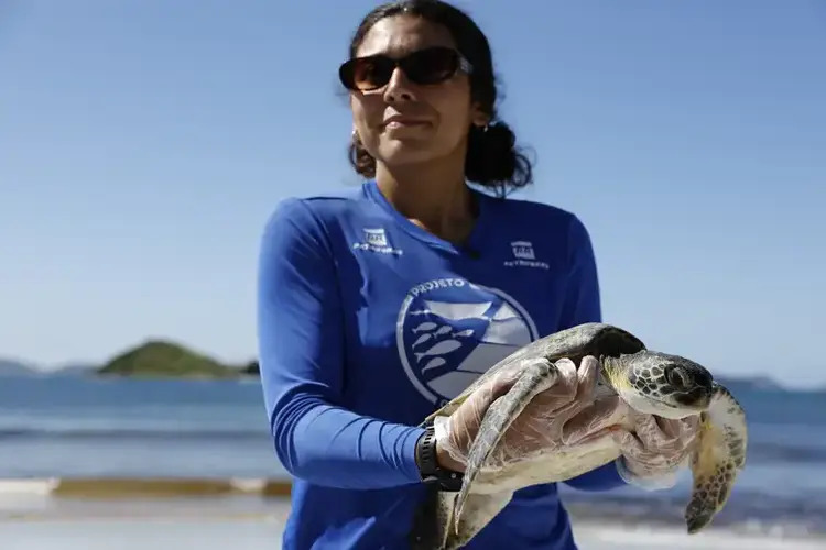 Pesquisa quer descobrir de onde vêm tartarugas que vivem em Arraial do Cabo 